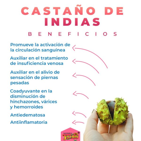 Castaño-de-Indias-Beneficios