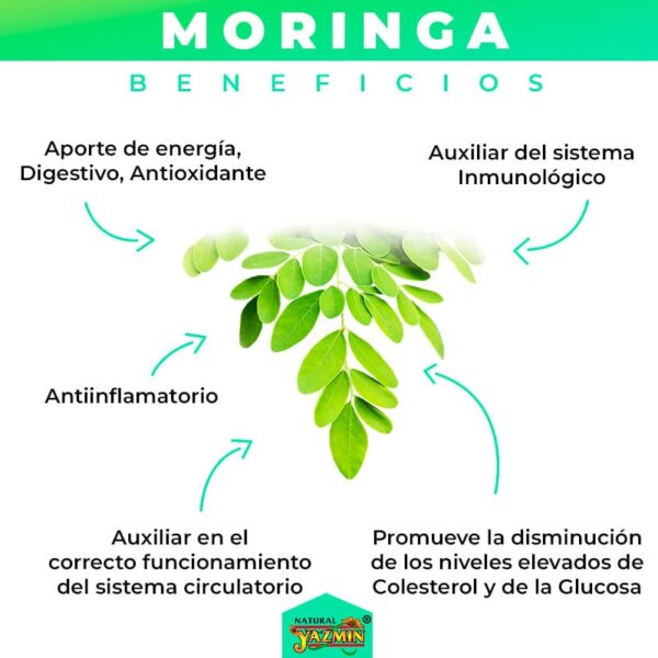 Moringa-Beneficios