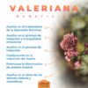 Valeriana-Beneficios