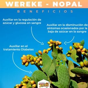 Wereke-y-Nopal-Beneficios