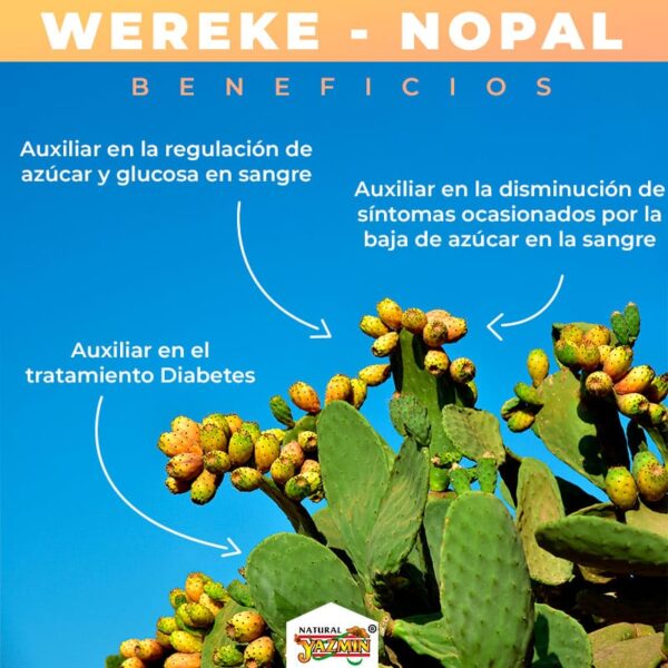 Wereke-y-Nopal-Beneficios